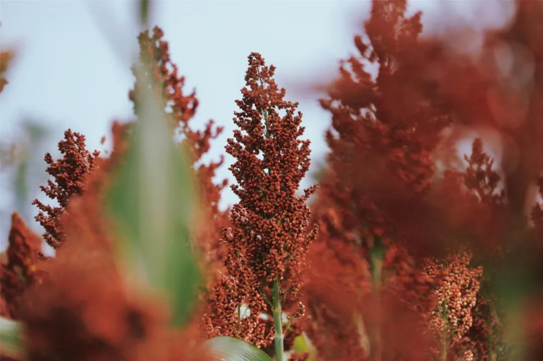 荒地变良田 粮食获丰收 开云网页版下属工美控股公司助力衢州打造诗画风光带